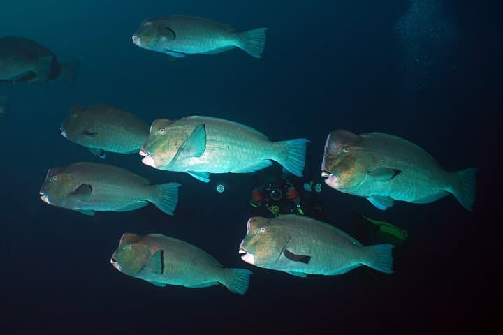 Tulamben USAT Liberty Wreck: Two Shore Dives for Certified Divers