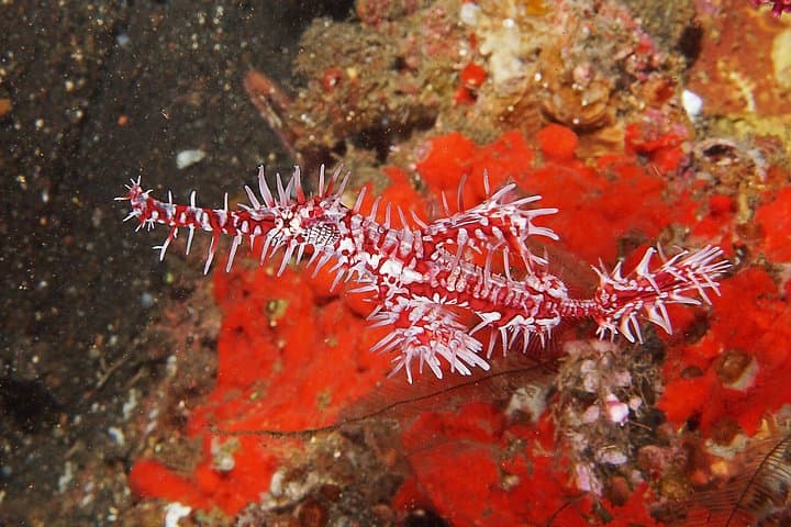 Tulamben USAT Liberty Wreck: Two Shore Dives for Certified Divers photo 5