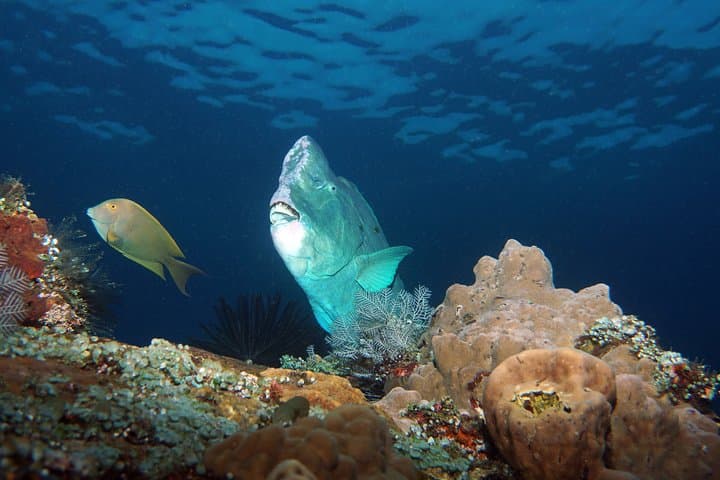Tulamben USAT Liberty Wreck: Two Shore Dives for Certified Divers photo 2