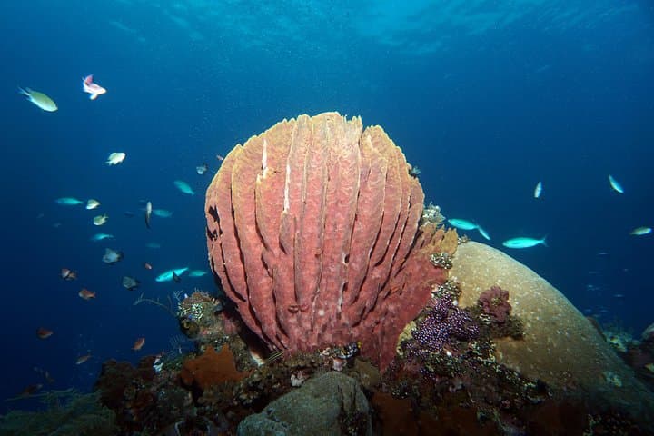 Tulamben USAT Liberty Wreck: Two Shore Dives for Certified Divers photo 6