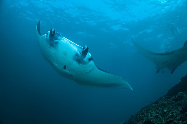 Snorkelling with Manta Rays at Nusa Penida and Lembongan — Day Trip from Sanur
