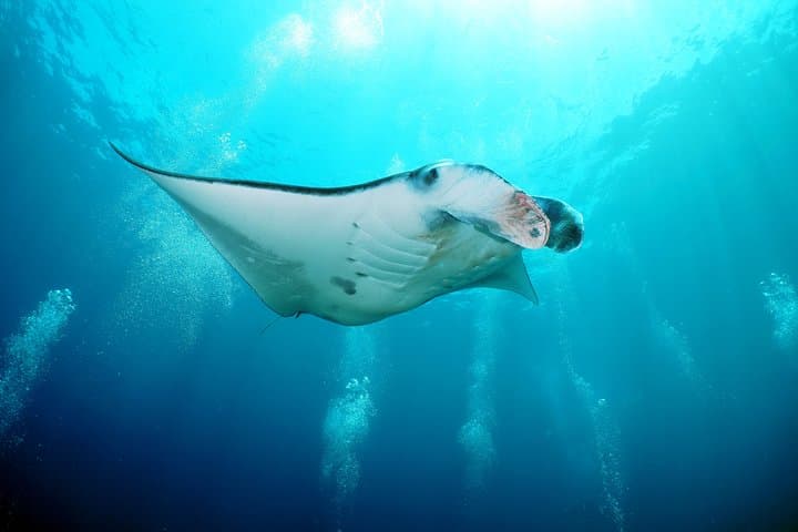Snorkelling with Manta Rays at Nusa Penida and Lembongan — Day Trip from Sanur photo 3