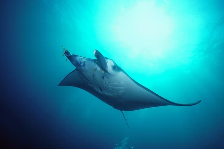 Snorkelling with Manta Rays at Nusa Penida and Lembongan — Day Trip from Sanur photo 2