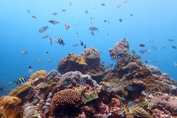 Try Diving Tulamben: Two Shore Dives at the USAT Liberty Wreck for Non-Certified Divers photo 2