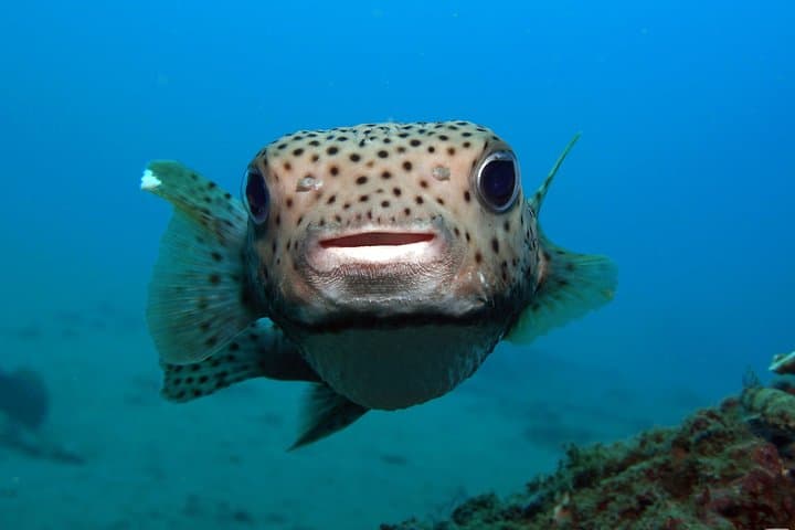 Padangbai Shark Point: Two Dives from a Jukung — Bali’s Best for Whitetips & Macro photo 4