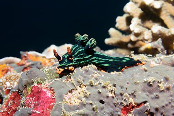 Padangbai Shark Point: Two Dives from a Jukung — Bali’s Best for Whitetips & Macro photo 5