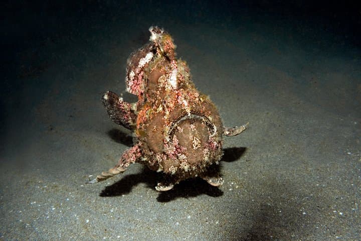 Padangbai Shark Point: Two Dives from a Jukung — Bali’s Best for Whitetips & Macro photo 6