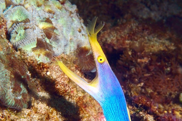 Padangbai Shark Point: Two Dives from a Jukung — Bali’s Best for Whitetips & Macro photo 3