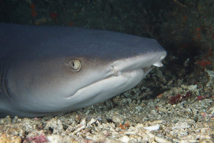 Padangbai Shark Point: Two Dives from a Jukung — Bali’s Best for Whitetips & Macro