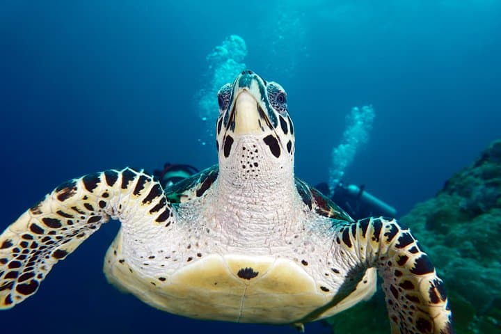 Padangbai Shark Point: Two Dives from a Jukung — Bali’s Best for Whitetips & Macro photo 2