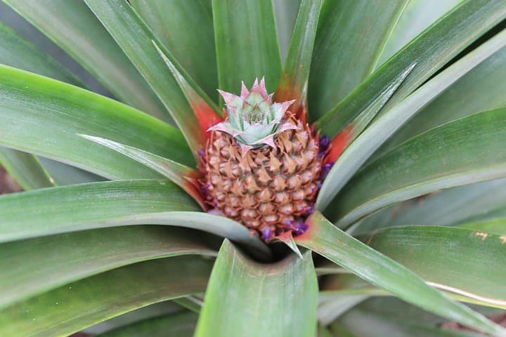 Half-Day Sete Cidades West: Vista do Rei, Pineapple Greenhouses & Escalvado Views photo 4
