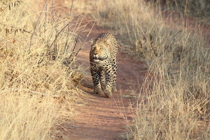 5-Day Namibian Self-Drive Wildlife Safari: Okonjima & Omaruru photo 2