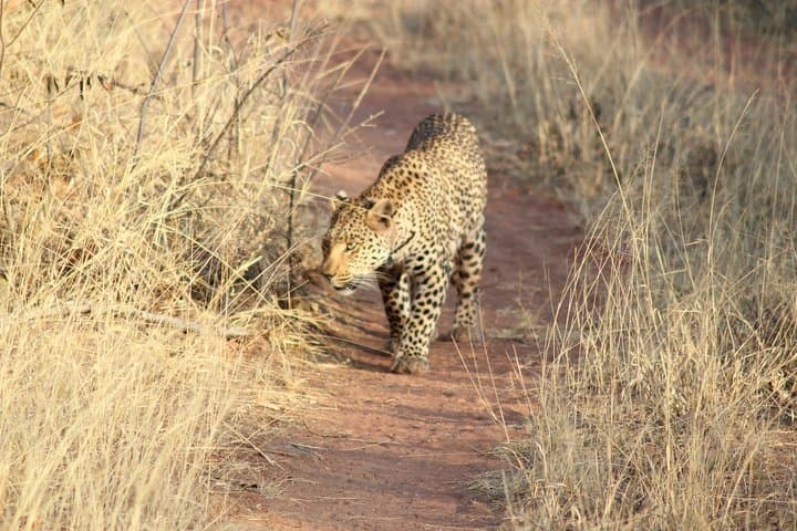 5-Day Namibian Self-Drive Wildlife Safari: Okonjima & Omaruru photo 3