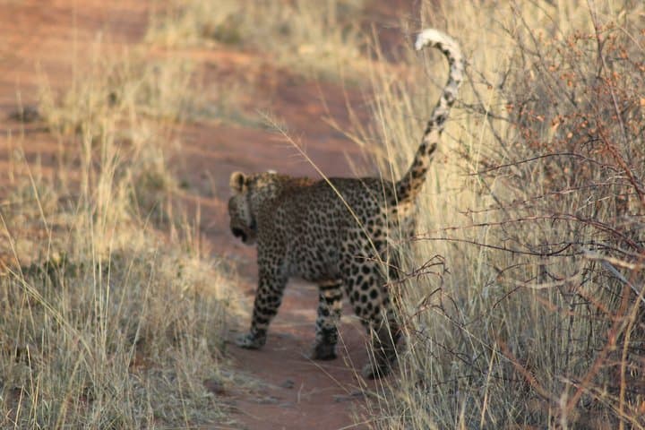 5-Day Namibian Self-Drive Wildlife Safari: Okonjima & Omaruru photo 4