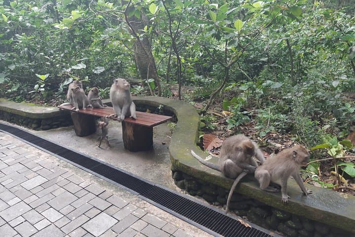Full-Day Ubud Culture and Volcano Tour: Rice Terraces, Monkey Forest & Waterfall photo 6