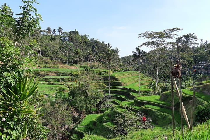 Full-Day Ubud Culture and Volcano Tour: Rice Terraces, Monkey Forest & Waterfall photo 2