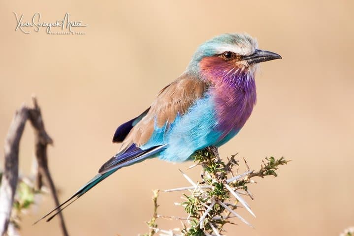 Private 4-Day Ngorongoro and Serengeti Safari from Arusha photo 2