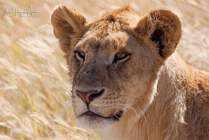 Private 4-Day Ngorongoro and Serengeti Safari from Arusha photo 1