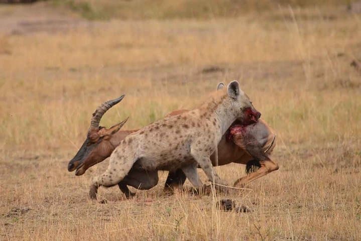 Private 4-Day Ngorongoro and Serengeti Safari from Arusha photo 4