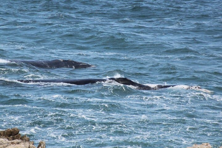 Hermanus Land-Based Whale Watching: Cliff-Top Walks & Museum Intro photo 6