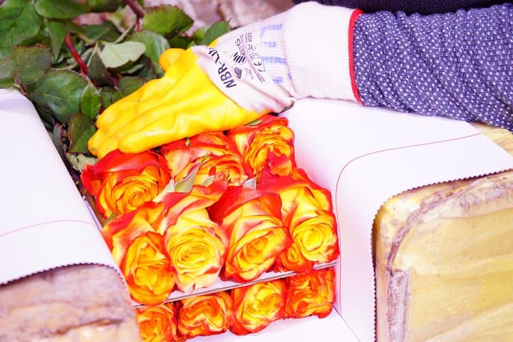 Roses & Horseback Riding Near Quito — Private Day Trip to Pifo's Highland Farms