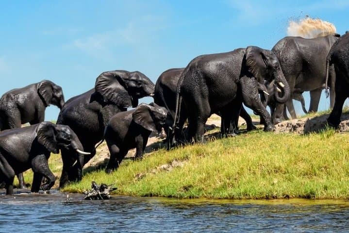 Chobe Full-Day Safari: Boat Cruise and Game Drive from Victoria Falls photo 3