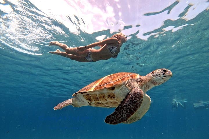 Snorkel with Sea Turtles at Curaçao's Turtle Beach