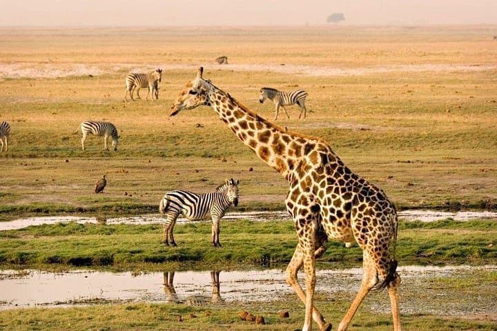 Overnight Inverdoorn Safari from Cape Town: Big Five, Cheetah Run & Karoo Stars photo 4
