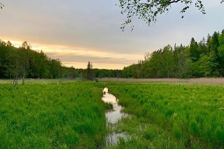 Sunset Hike in Tyresta National Park — Lakeside Meal & Night Walk from Stockholm photo 4