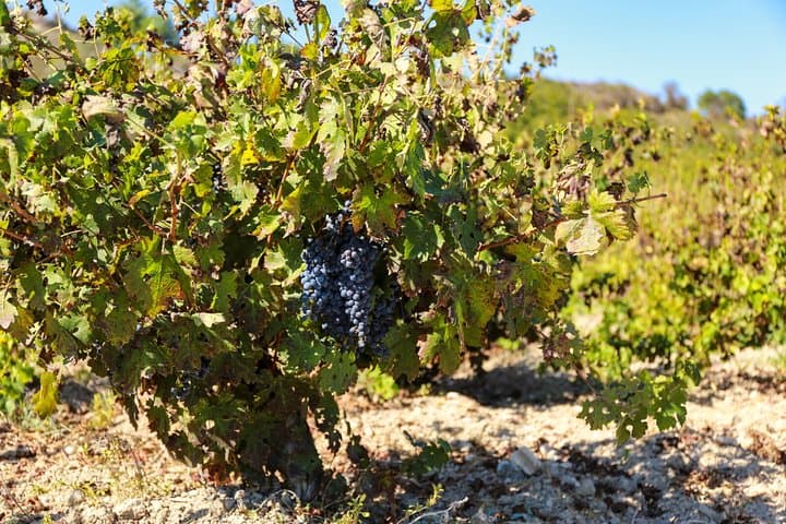 Countryside Wine Tasting: Sterna & Mastros Wineries from Paphos photo 5