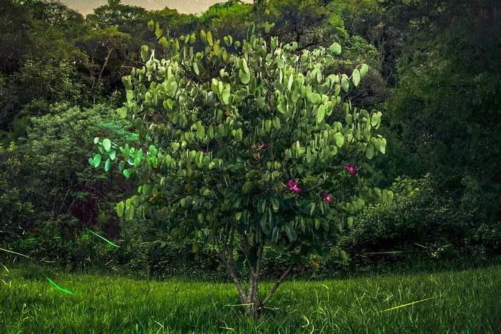 Totláli Fireflies Sighting: Night Walk and Firefly Mating Display in State of Mexico photo 4
