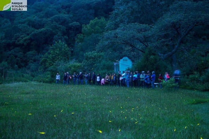 Totláli Fireflies Sighting: Night Walk and Firefly Mating Display in State of Mexico photo 6
