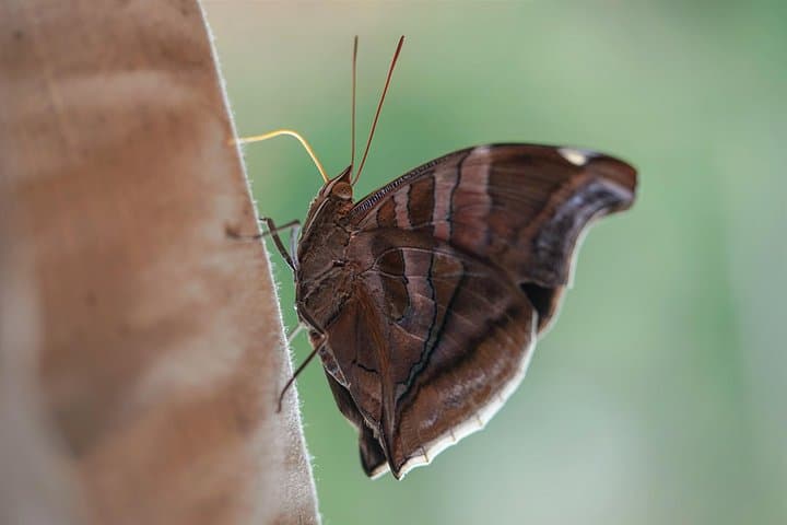 Pacaya-Samiria 2-Day Amazon Camping Tour from Iquitos — Wildlife, Lagoons & Jungle Camping photo 2