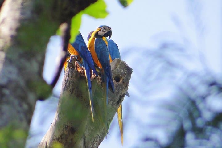 Pacaya-Samiria 2-Day Amazon Camping Tour from Iquitos — Wildlife, Lagoons & Jungle Camping