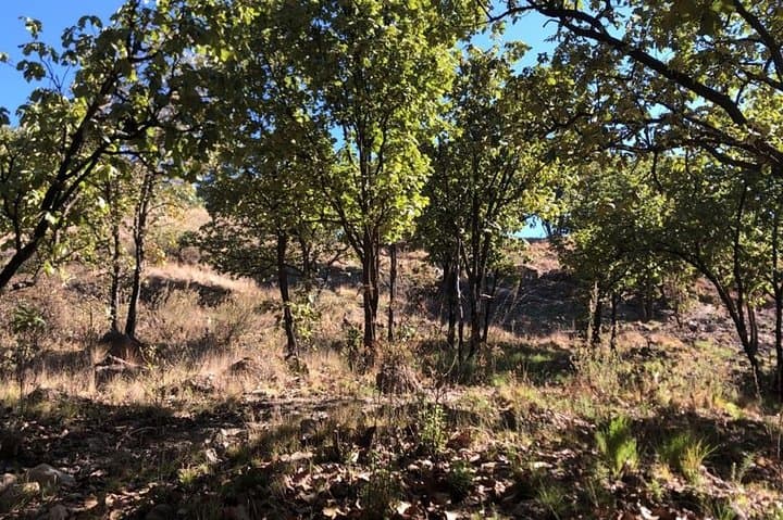 La Primavera Mountain Bike Half-Day: Flow Trails, Rock Gardens & Forest Views photo 3