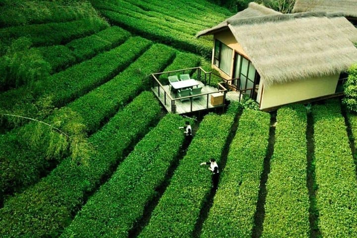4-Day Private Tour: Shanghai, Suzhou & Hangzhou — Gardens, West Lake & Tea Fields photo 2