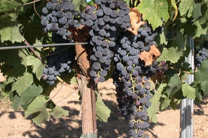 Private Loudoun County Wine Tour from Washington: Full-Day Driver-Guide with Hotel Pickup photo 2
