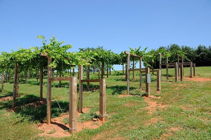 Private Loudoun County Wine Tour from Washington: Full-Day Driver-Guide with Hotel Pickup photo 4