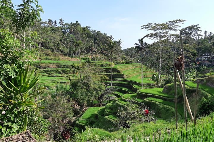 Ubud Swing, Tegalalang Rice Terrace & Water Temple Day Tour photo 2