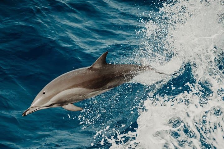 Pelagos Dolphin Watching from Saint-Raphaël: Small-Boat Cetacean Cruise