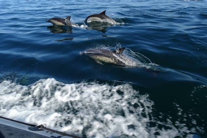 Pelagos Dolphin Watching from Saint-Raphaël: Small-Boat Cetacean Cruise photo 2