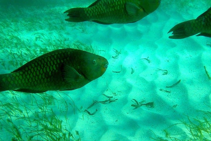 Explore the Vibrant Reefs of Key Largo on a Private Snorkel Tour photo 4