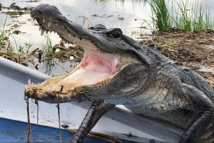 High-Speed Airboat Swamp Tour from New Orleans — Small-Group Wildlife Adventure photo 2