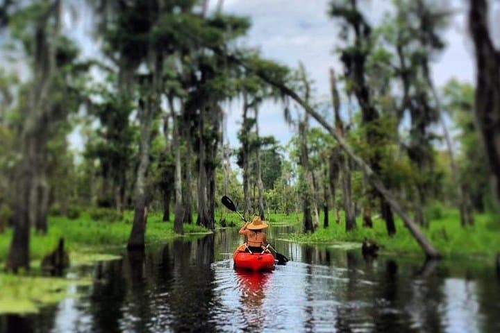 Manchac Swamp Kayak Tour: Small-Group Wildlife Paddle from New Orleans photo 3