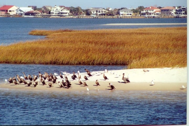St. Augustine Scenic Cruise: 75-Minute Boat Tour of Historic Waterfront photo 4