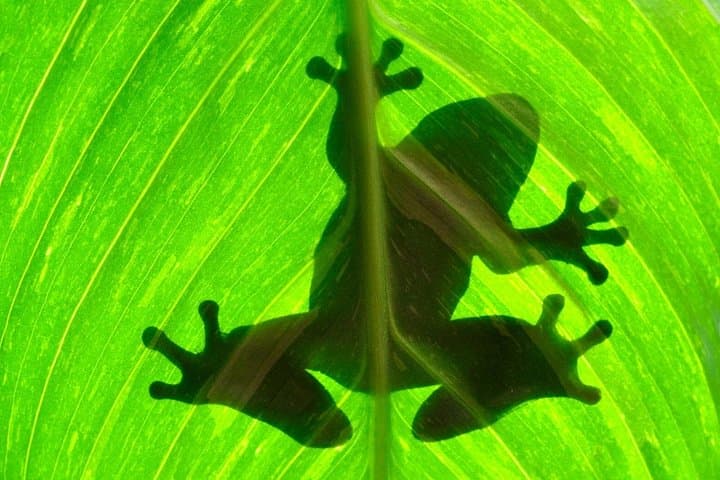 Best of Costa Rica: 12-Day Wildlife, Volcano & Cloud Forest Adventure photo 3
