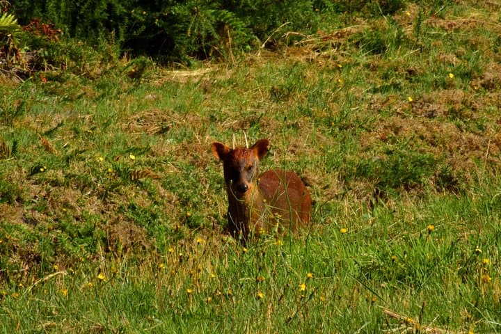 Premium Full-Day Chiloé Tour: Chacao, Castro & Dalcahue photo 2