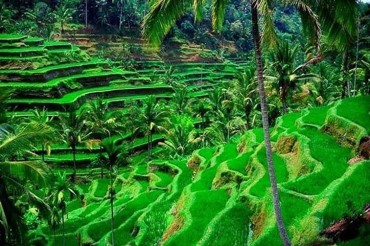 Full-Day Ubud and Kintamani Volcano View Tour — Temples, Rice Terraces & Coffee Plantation photo 1