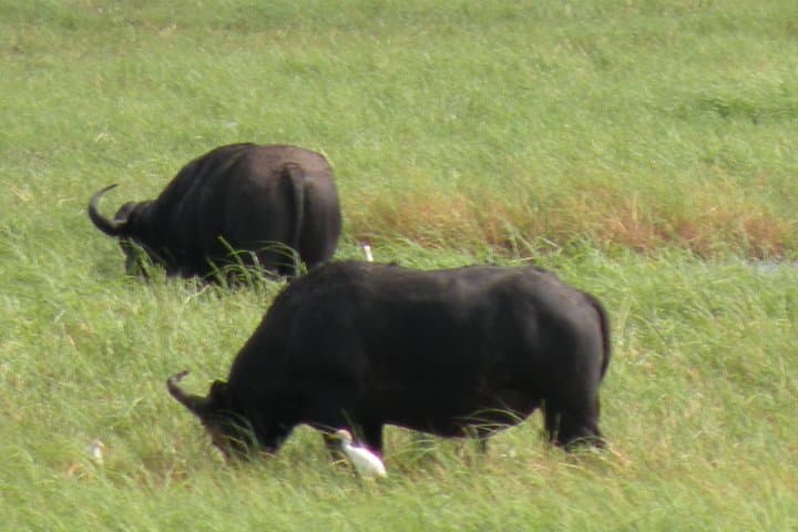 Zambezi National Park Game Drive — Big Five Safari from Victoria Falls photo 2