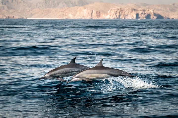 Muscat Dolphin Watching and Snorkeling: Half-Day Cruise & Reef Snorkel photo 2